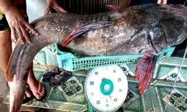 Con cá lăng đuôi đỏ nặng 43 kg. Ảnh: Kh.Uyên