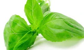 Cách đơn giản bảo quản húng quế suốt năm