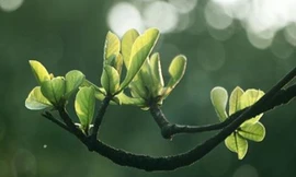 Trị sâu răng đơn giản với bài thuốc từ lá bàng