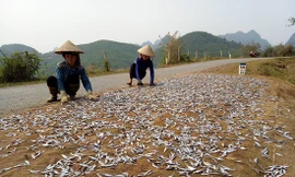 Với lợi thế mặt nước rộng lớn người dân sống ven sông Đà đánh bắt các loại cá và mang đi phơi thành cá khô.