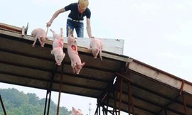Quái chiêu cho heo “bay” để hút du khách 