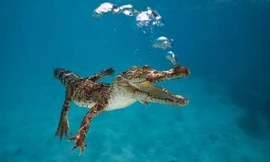 Cá sấu khổng lồ thống trị đại dương, ăn thịt khủng long