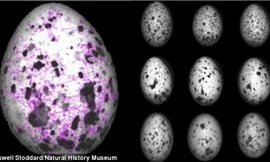  Chim mẹ phát triển mô hình nhận dạng đặc biệt trên trứng.