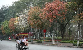 Hà Nội đang vào mùa cây thay lá với những màu sắc đẹp đến ngẩn ngơ.