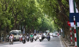 Hái sấu đầu mùa kiếm tiền triệu mỗi ngày ở Hà Nội