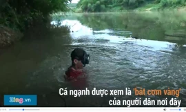 Lặn sâu 15 mét bắt cá ngạnh bằng tay không