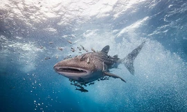 Cá mập voi có kích thước khổng lồ nhưng lại có thể sống sót dù không cần ăn nhiều ngày.