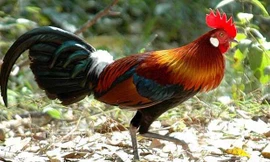 Gà rừng giá 4 triệu đồng/con được nhiều người lùng mua về làm quà biếu Tết