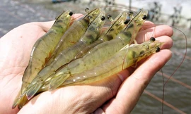 Giá tôm thẻ chân trắng ở Cà Mau lúc này bán không có lãi.