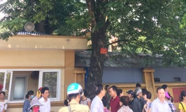 Cây sưa trước cổng viện 108 rất có giá trị nhưng ít ai biết