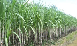 Thi thể nạn nhân được tìm thấy trong ruộng mía (ảnh minh họa).