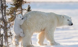 Sự thật không thể ngờ về bộ lông của gấu Bắc cực 