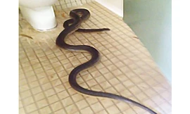 Con trăn dài tới gần 4 m. Ảnh: Facebook.