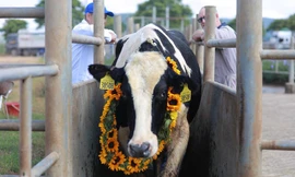 Đàn bò mới của TH đặt nền móng cho gene giống bò ưu tú