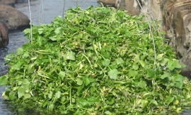 Trồng rau đặc sản từ nguồn nước giếng cổ nghìn năm