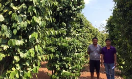 Anh Chung – một người nông dân Tây Nguyên bên vườn tiêu được mở rộng nhờ hỗ trợ vốn vay của TPBank - ảnh: Nhật Phương