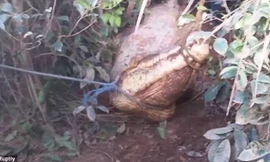 Bắt được cá sấu khổng lồ, 30 người khiêng không xuể