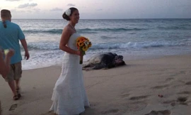 Rùa biển khổng lồ 'tặng trứng' ngay tại lễ cưới