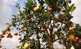 Vườn cây 'ngũ-thất-cửu quả' độc nhất vô nhị giữa Thủ đô