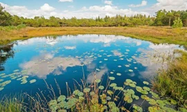 Một khu đầm lầy ở vùng Bắc Âu