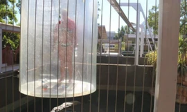 Nữ du khách Hà Lan bị mắc kẹt treo lơ lửng và bên dưới là con cá sấu William. 