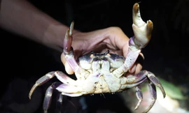 Soi đèn bắt cua đá trong vách đá trầm tích núi lửa