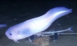 Phát hiện loài cá lạ, tan chảy khi lên khỏi mặt nước