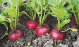 7 loại rau củ nếu gieo trồng vào mùa thu sẽ lên xanh tốt mơn mởn