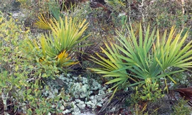 Dầu cọ lùn là thảo dược tốt cho phì đại tiền liệt tuyến