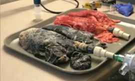 Thí nghiệm cho thấy sự khác biệt giữa phổi của người khỏe mạnh và người hút thuốc. Ảnh: A.E.