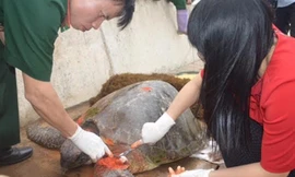 Rùa biển được sơ cứu. Ảnh: Thành Nam.