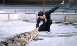 'Vua cá sấu' lý giải sự cố diễn viên xiếc bị cá sấu cắn