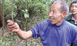 Một dân làng khoe đông trùng hạ thảo đào được. Ảnh: Ifeng