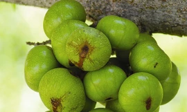 Lợi ích sức khỏe của quả sung