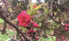 Những cây đào làm nên thương hiệu Nhật Tân...