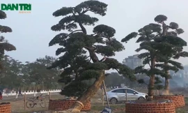 [VIDEO] Cây tùng trăm tuổi chào giá bạc tỷ ở Hà Nội