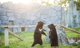 Tổ ấm của hơn 2000 động vật hoang dã ở vườn thú lớn nhất Bắc Trung Bộ