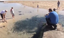 Đàn cá thu hàng trăm con kẹt trên bãi biển sau thủy triều