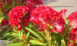 Hoa mào gà chữa bệnh phụ nữ