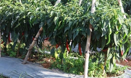Giá ớt ở Lâm Đồng bất ngờ tăng vọt lên 30.000 đồng/kg.