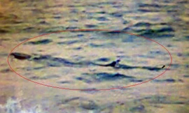 Ảnh cá lạ do nhân viên cứu hộ bờ biển Tuy Hòa chụp được sáng 17/11.