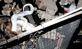 Con trăn bạch tạng đang quấn con gà trong chuồng. Ảnh: Phúc Hưng.