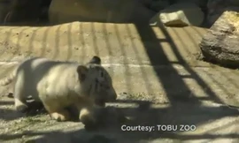 Hổ hợp sức cứu đồng loại