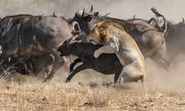 Sư tử chọn trâu rừng non làm con mồi của mình.