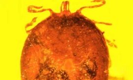 Bọ chét no máu trong hổ phách 30 triệu năm: Hé lộ điều kỳ diệu về sinh vật sống