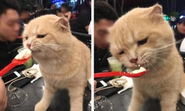 Thú cưng còn được chủ sẵn sàng bón kem, cưng nựng như này. Nguồn: Facebook.