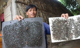 Mỗi ngày anh Thái bẫy hơn 10 miếng keo dính, nhưng ruồi vẫn không giảm.