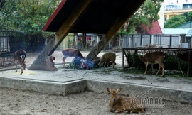 Bật máy sưởi, thấp thỏm giữ ấm cho chúa sơn lâm