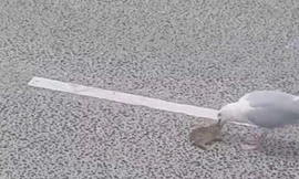 Giật mình chứng kiến chim 'quái vật' nuốt chửng thỏ trong 'hai nốt nhạc'