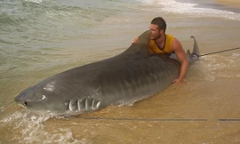 Ngã mũ trước cần thủ tay không bắt cá mập dài 4m